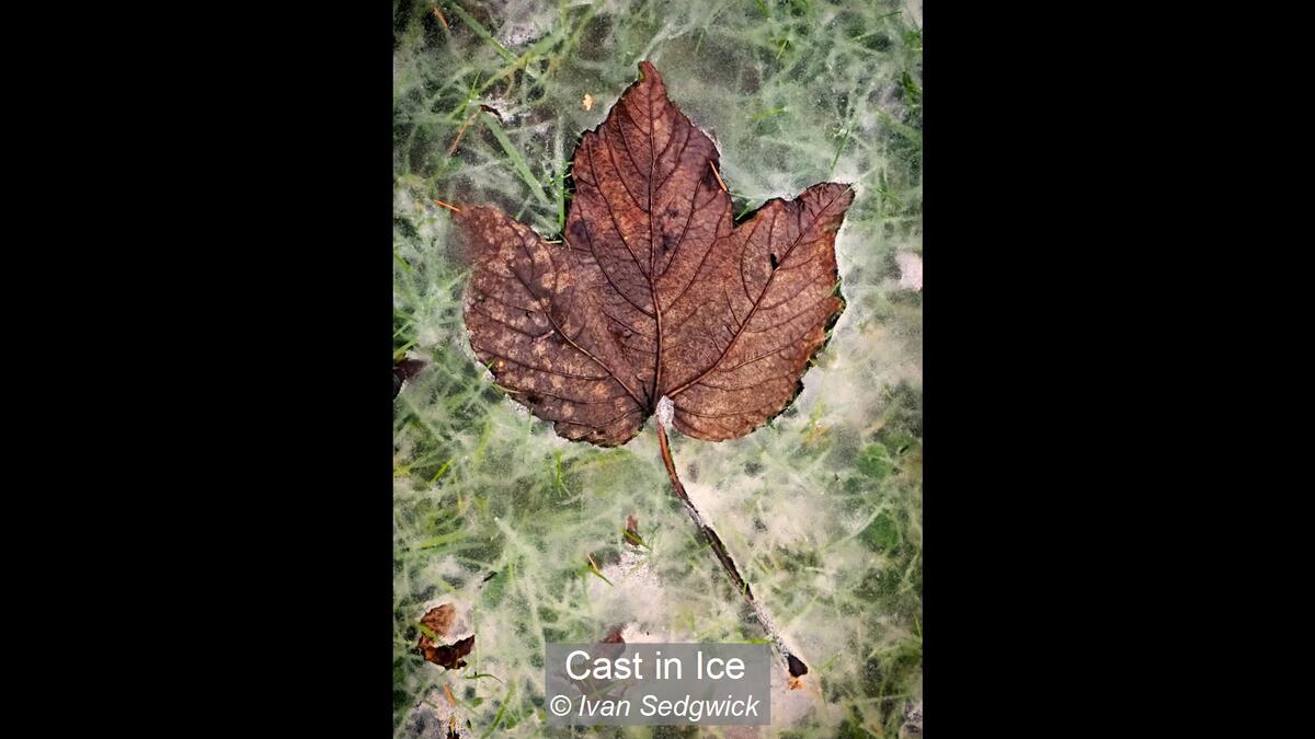 14_Cast in Ice_Ivan Sedgwick